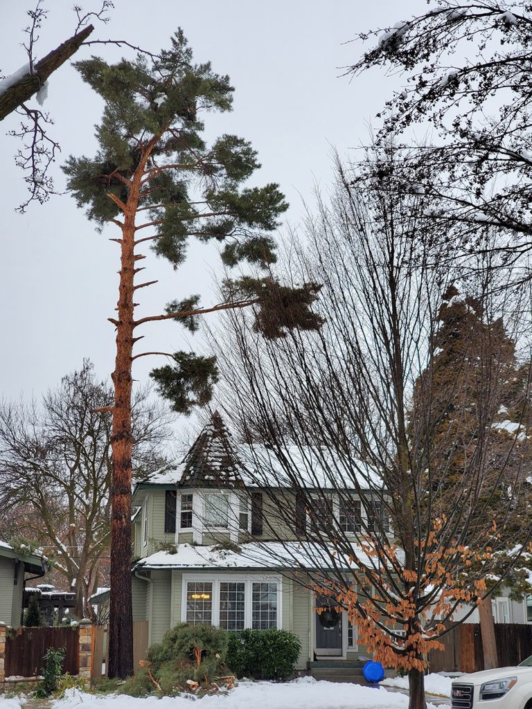 tree damaged by pruning